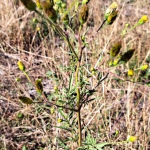 Bidens subalternans at Mount Painter - 25 Mar 2024 09:51 AM