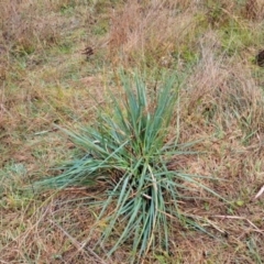 Dianella sp. (Flax Lily) at Cook, ACT - 4 Apr 2024 by SarahHnatiuk