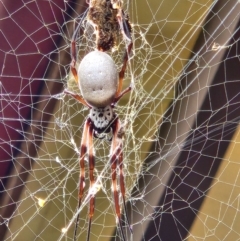 Trichonephila edulis (Golden orb weaver) at Scullin, ACT - 9 Apr 2024 by Otford