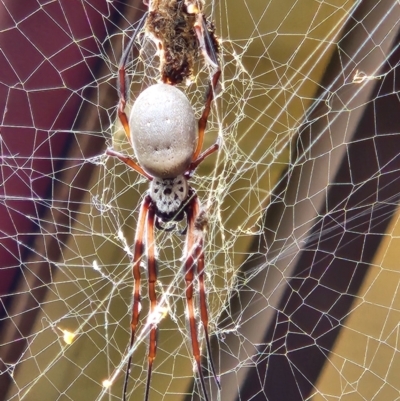 Trichonephila edulis (Golden orb weaver) at Scullin, ACT - 9 Apr 2024 by Otford