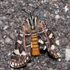 Apina callisto (Pasture Day Moth) at Lawson, ACT - 10 Apr 2024 by TimL