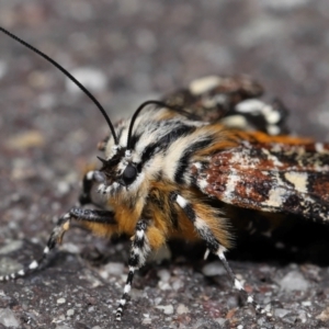 Apina callisto at Reservoir Hill, Lawson - 10 Apr 2024