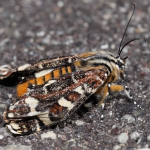 Apina callisto at Reservoir Hill, Lawson - 10 Apr 2024