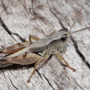 Phaulacridium vittatum at Reservoir Hill, Lawson - 10 Apr 2024