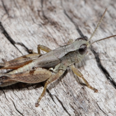 Phaulacridium vittatum (Wingless Grasshopper) at Lawson, ACT - 10 Apr 2024 by TimL