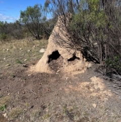 Coptotermes lacteus (Milk Termite) at Lower Cotter Catchment - 10 Apr 2024 by NMenzies