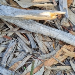 Ptilogyna sp. (genus) (A crane fly) at Wanniassa Hill - 10 Apr 2024 by Mike