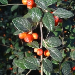 Cotoneaster franchetii at Fadden, ACT - 10 Apr 2024 by Mike
