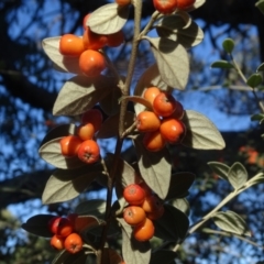 Cotoneaster franchetii at Wanniassa Hill - 10 Apr 2024 05:01 PM