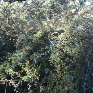 Cotoneaster franchetii at Wanniassa Hill - 10 Apr 2024 05:01 PM