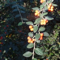 Cotoneaster franchetii at Wanniassa Hill - 10 Apr 2024 05:01 PM