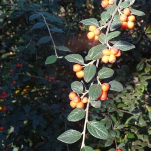 Cotoneaster franchetii at Wanniassa Hill - 10 Apr 2024 05:01 PM