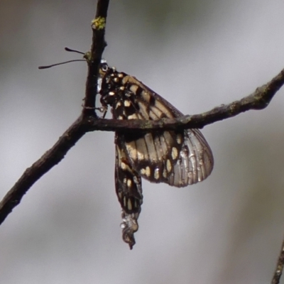 Acraea andromacha (Glasswing) at Braemar - 6 Apr 2024 by Curiosity