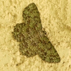 Hypodoxa muscosaria (Textured Emerald) at Braemar - 6 Apr 2024 by Curiosity