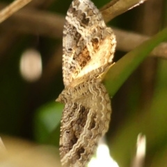 Chrysolarentia subrectaria (A Geometer moth) at Braemar - 7 Apr 2024 by Curiosity