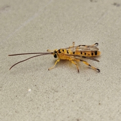 Xanthopimpla sp. (genus) (A yellow Ichneumon wasp) at Braidwood, NSW - 11 Apr 2024 by MatthewFrawley