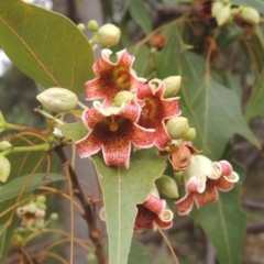 Brachychiton populneus (Kurrajong) at Pollinator-friendly garden Conder - 23 Nov 2023 by MichaelBedingfield