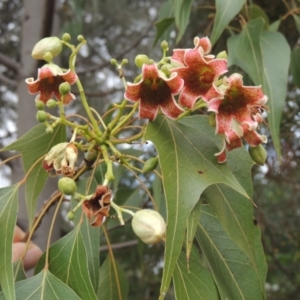 Brachychiton populneus at Pollinator-friendly garden Conder - 23 Nov 2023 10:50 AM