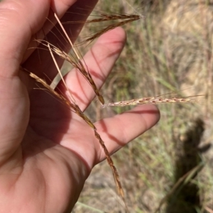 Hyparrhenia hirta at Tuggeranong Hill - 11 Apr 2024