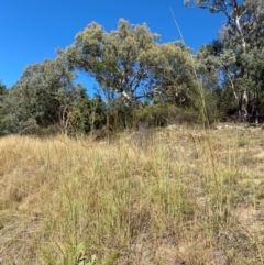 Hyparrhenia hirta at Tuggeranong Hill - 11 Apr 2024