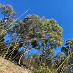 Hyparrhenia hirta at Tuggeranong Hill - 11 Apr 2024