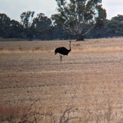 Struthio camelus (Ostrich) at Thule, NSW - 7 Apr 2024 by Darcy