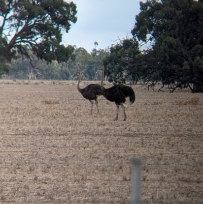 Struthio camelus (Ostrich) at Thule, NSW - 8 Apr 2024 by Darcy