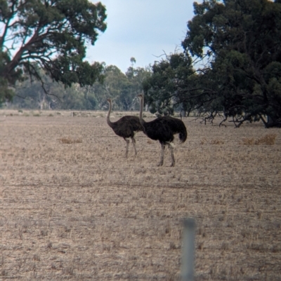 Struthio camelus (Ostrich) at Thule, NSW - 7 Apr 2024 by Darcy
