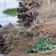 Anas castanea (Chestnut Teal) at Finley, NSW - 8 Apr 2024 by Darcy