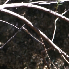 Austrolestes leda (Wandering Ringtail) at Lyons, ACT - 11 Apr 2024 by ran452