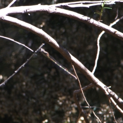 Austrolestes leda (Wandering Ringtail) at Lyons, ACT - 11 Apr 2024 by ran452