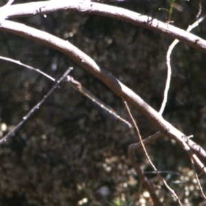 Austrolestes leda at Lyons, ACT - 11 Apr 2024