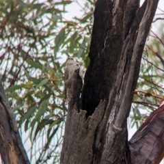 Climacteris picumnus picumnus (Brown Treecreeper) at Goschen, VIC - 6 Apr 2024 by Darcy