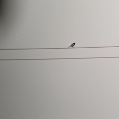 Melanodryas cucullata (Hooded Robin) at Goschen, VIC - 5 Apr 2024 by Darcy