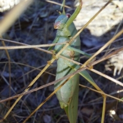 Unidentified Katydid (Tettigoniidae) at Beechworth, VIC - 11 Apr 2024 by RobCook