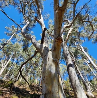 Eucalyptus rossii (Inland Scribbly Gum) at Acton, ACT - 11 Apr 2024 by Steve818