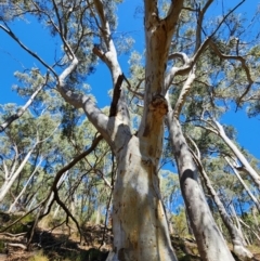 Eucalyptus rossii (Inland Scribbly Gum) at ANBG - 11 Apr 2024 by Steve818