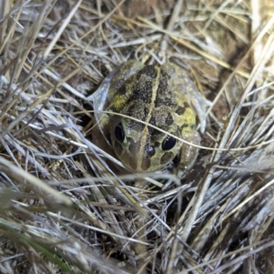Unidentified Frog at Terrick Terrick, VIC - 6 Apr 2024 by Darcy