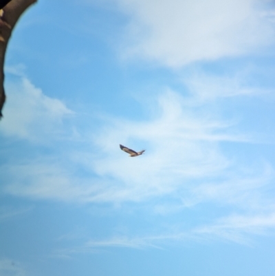Haliaeetus leucogaster (White-bellied Sea-Eagle) at Gunbower, VIC - 7 Apr 2024 by Darcy