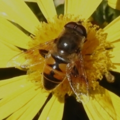 Eristalis tenax (Drone fly) at Wanniassa, ACT - 11 Apr 2024 by JohnBundock