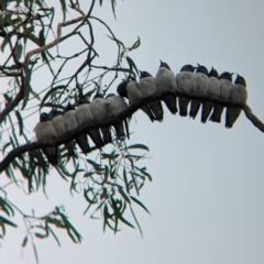 Artamus leucorynchus (White-breasted Woodswallow) at Reedy Lake, VIC - 6 Apr 2024 by Darcy