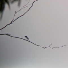 Melanodryas cucullata (Hooded Robin) at Terrick Terrick, VIC - 7 Apr 2024 by Darcy