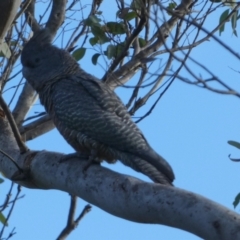 Callocephalon fimbriatum (Gang-gang Cockatoo) at Boro - 9 Apr 2024 by Paul4K