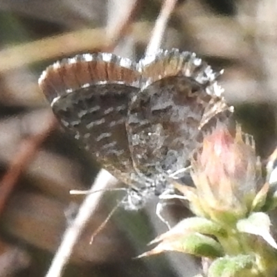 Theclinesthes serpentata (Saltbush Blue) at Namadgi National Park - 30 Mar 2024 by JohnBundock