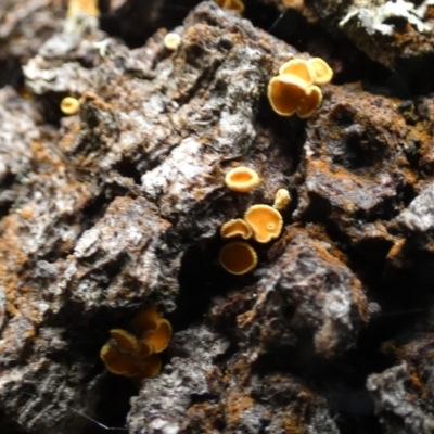 Unidentified Cap, gills below, no stem & usually on wood [stemless mushrooms & the like] at Boro - 9 Apr 2024 by Paul4K