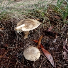Unidentified Cap on a stem; gills below cap [mushrooms or mushroom-like] at QPRC LGA - 9 Apr 2024 by Paul4K