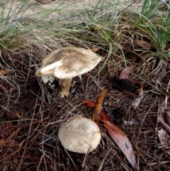 Amanita sp. (Amanita sp.) at QPRC LGA - 10 Apr 2024 by Paul4K