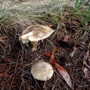 Amanita sp. at QPRC LGA - 10 Apr 2024