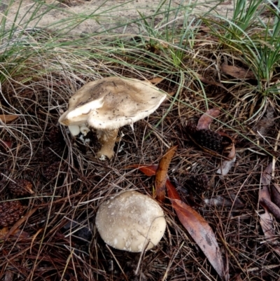 Macrolepiota sp. at QPRC LGA - 9 Apr 2024 by Paul4K