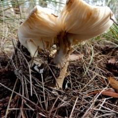 Amanita sp. at QPRC LGA - 10 Apr 2024